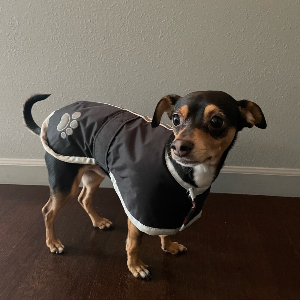 Zack and Zoey Small Dog Coat Waterproof and Reversable